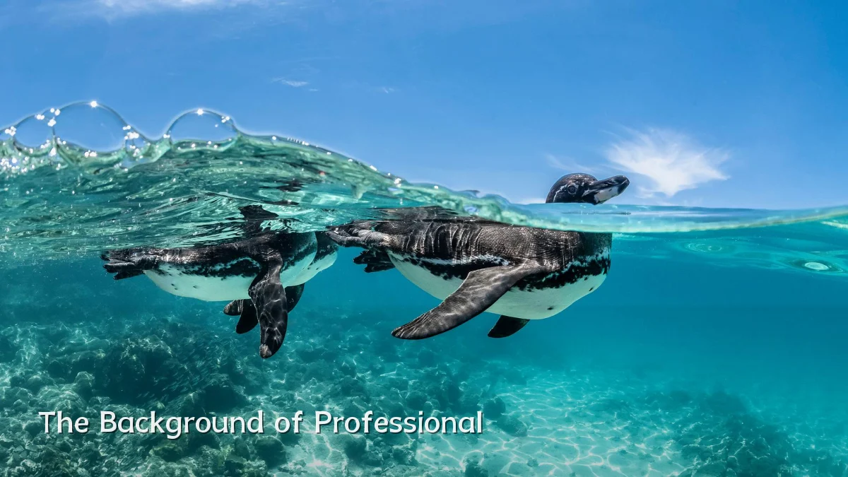 The Background of Professional