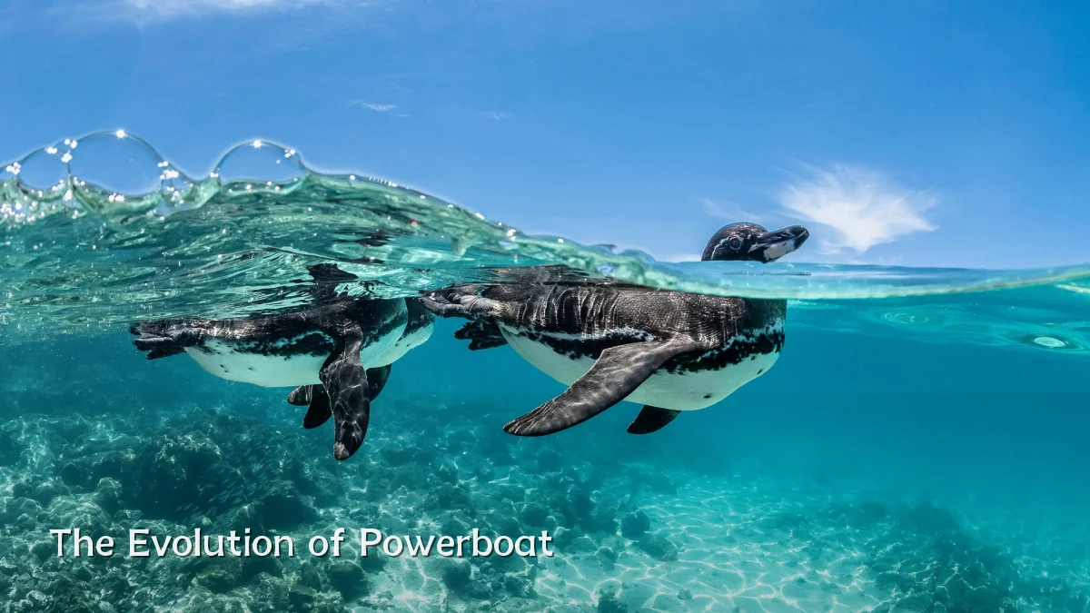The Evolution of Powerboat