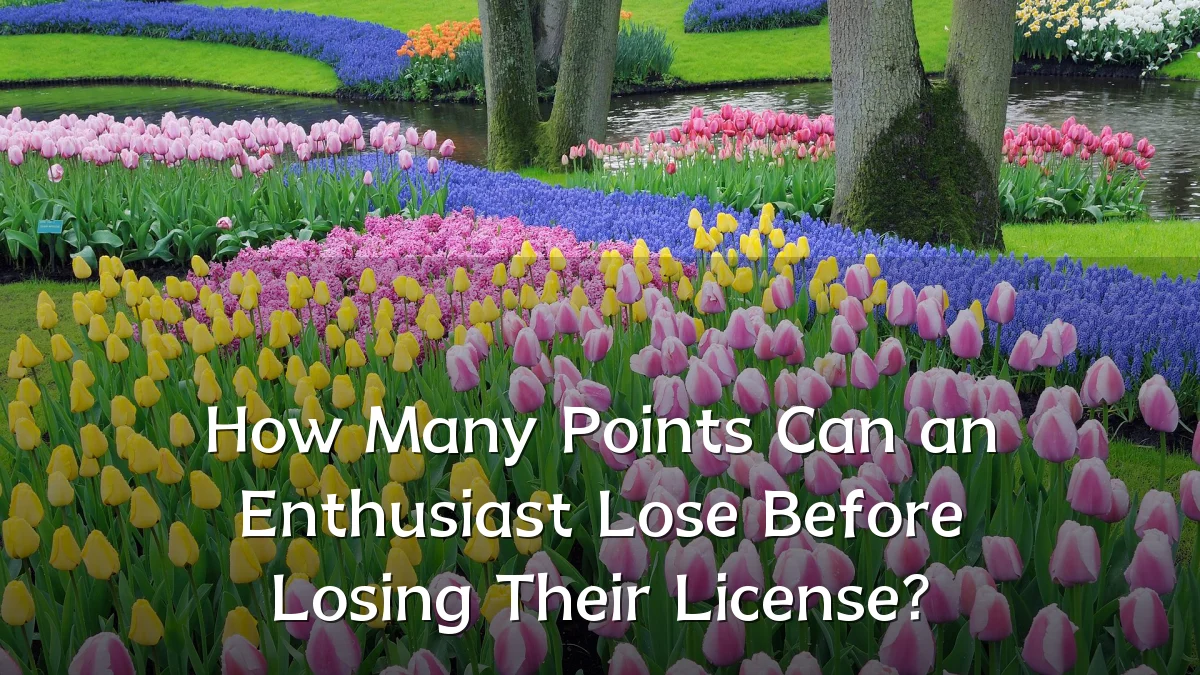 How Many Points Can an Enthusiast Lose Before Losing Their License?